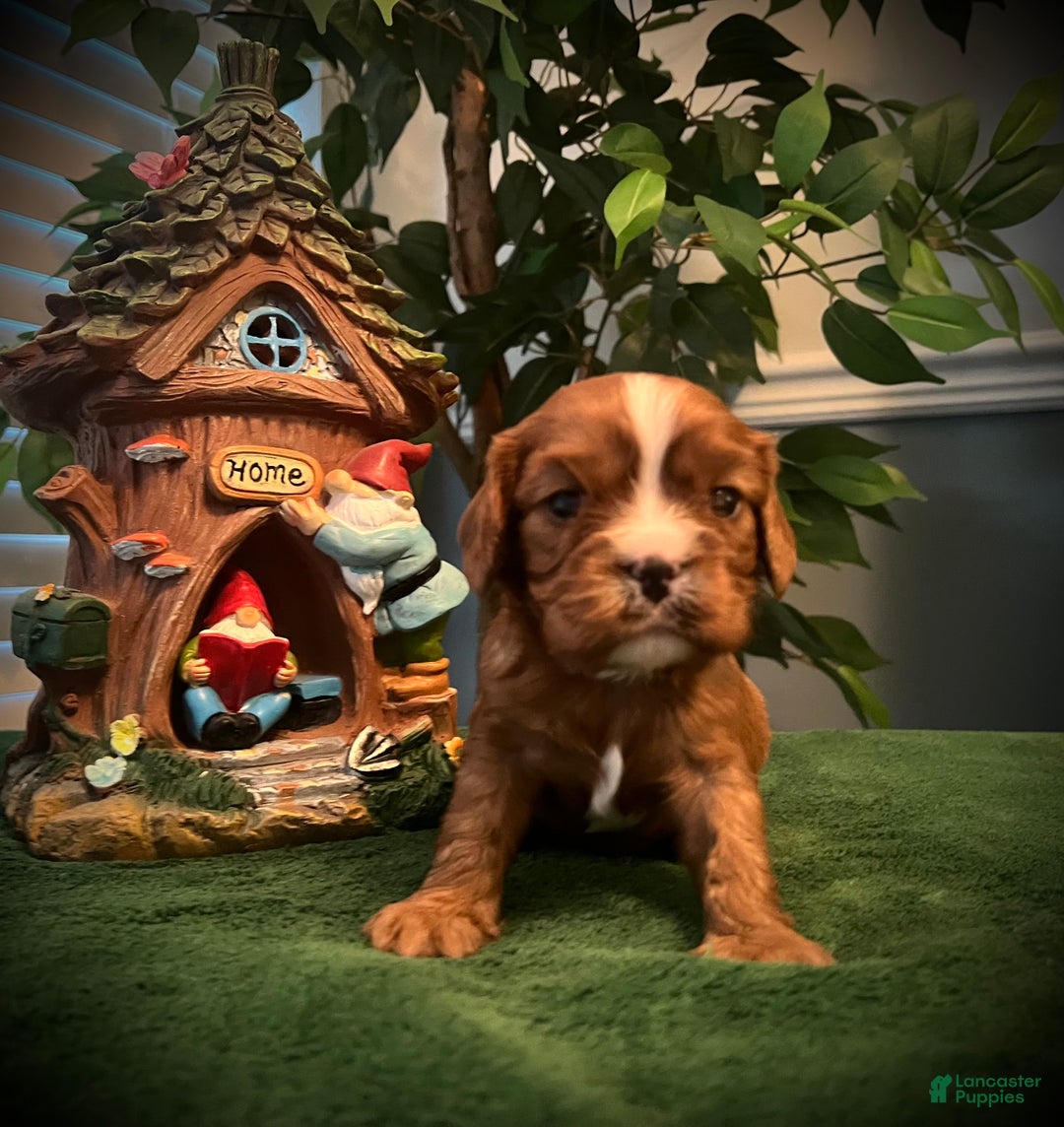 Cavalier King Charles Spaniel dogs for sale: Cavalier King Charles Spaniel Puppy 2- Dasher - Ad 6