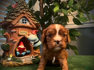 Cavalier King Charles Spaniel dogs Cavalier King Charles Spaniel Puppy 2- Dasher - Ad 13