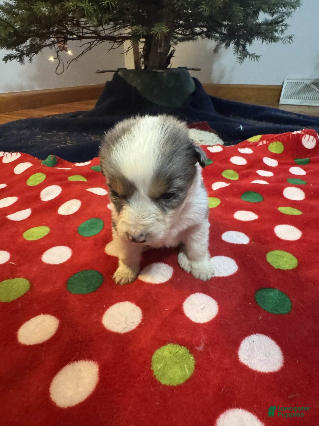 Australian Shepherd dogs for sale: Aurora - Ad 2