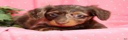 Miniature Dachshund dogs for sale: Luna - Ad 7