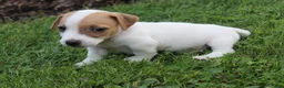 Jack Russell Terrier dogs for sale: Cooper - Ad 4