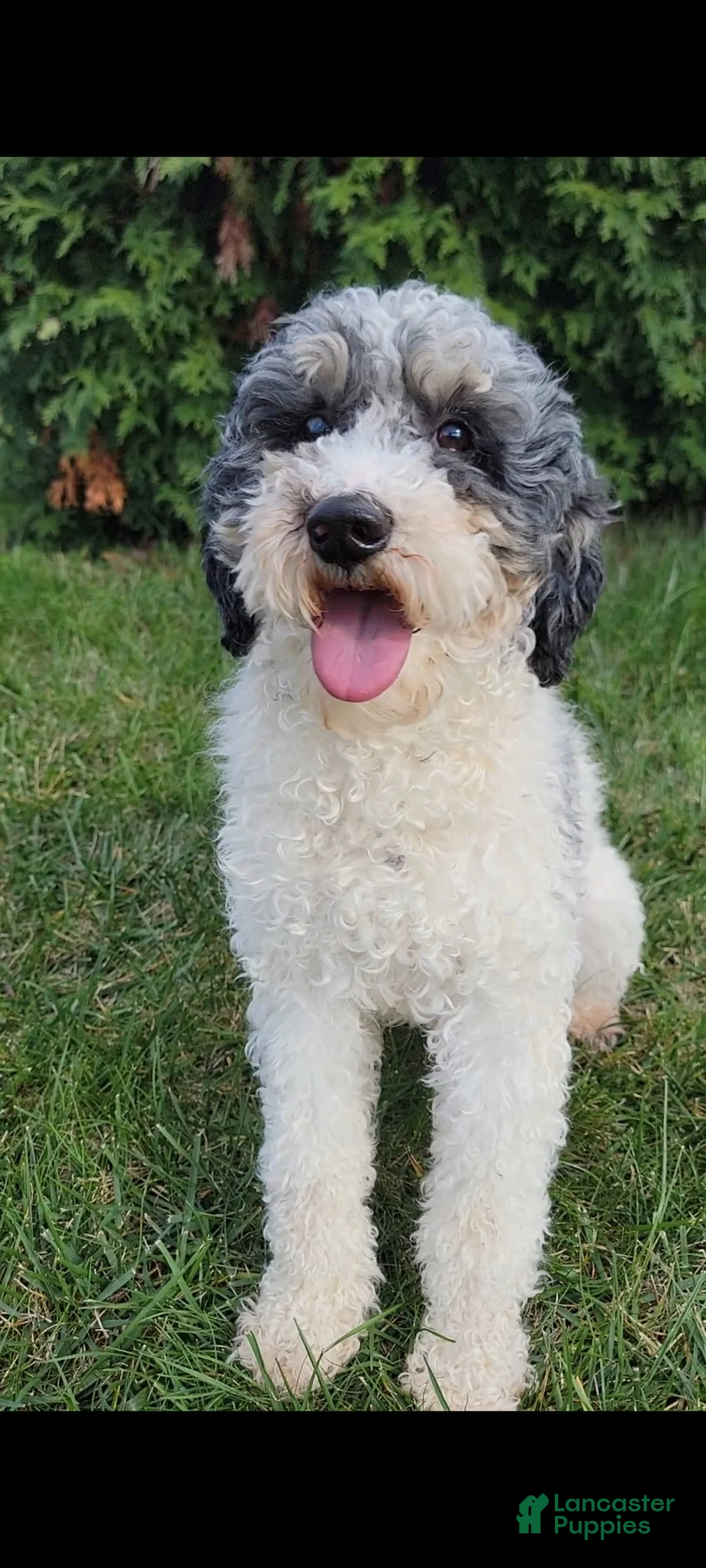 Bernedoodle dogs for sale: Winnie - Ad 11