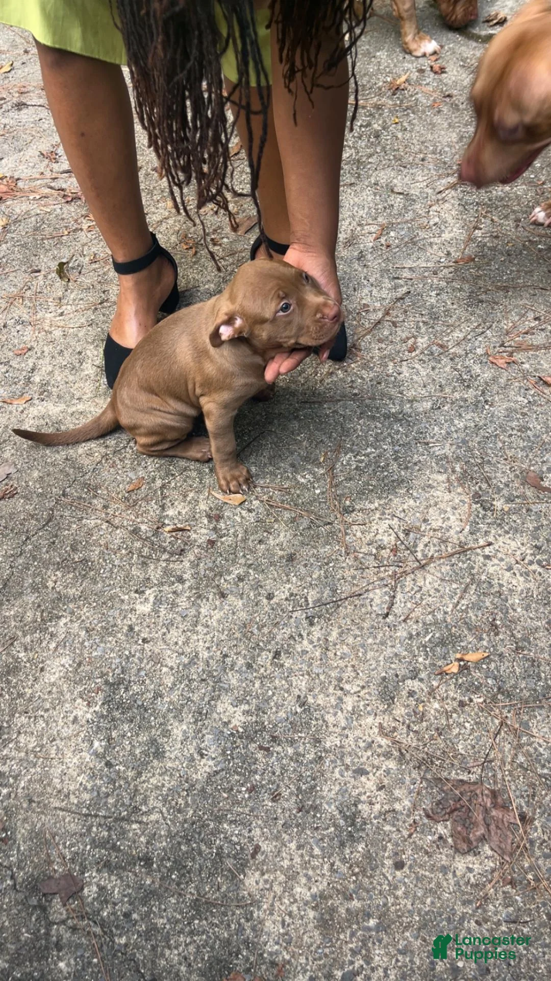 American Pit Bull Terrier dogs for sale: Cocco - Ad 2