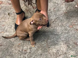 American Pit Bull Terrier dogs Cocco - Ad 2
