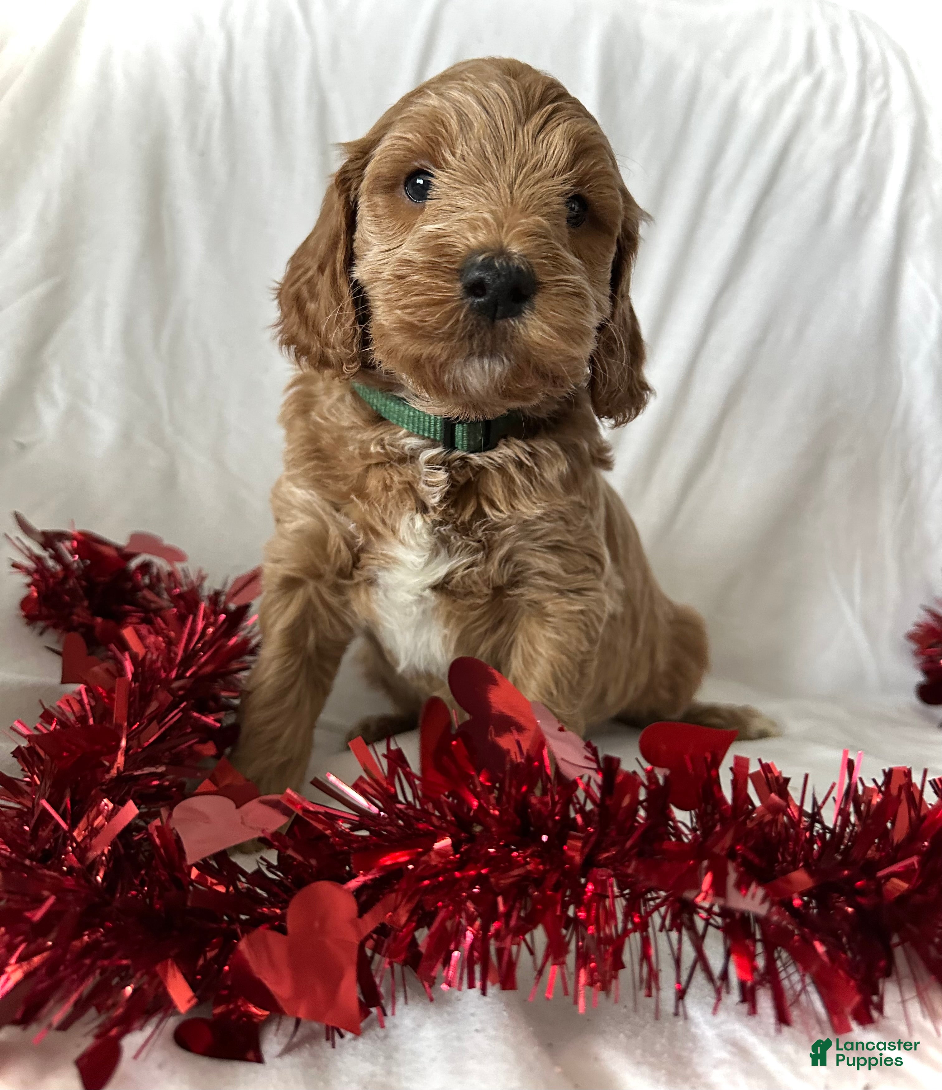 Irish Doodle dogs Cheer- In home raised  - Ad 6