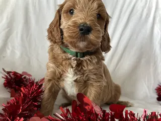 Irish Doodle dogs Cheer- In home raised - Ad 10