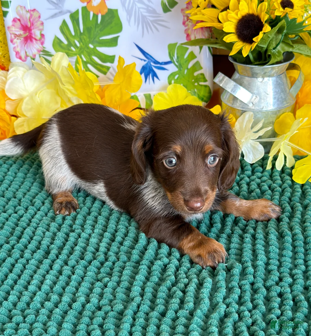 Miniature Dachshund dogs for sale: Jace - Ad 3