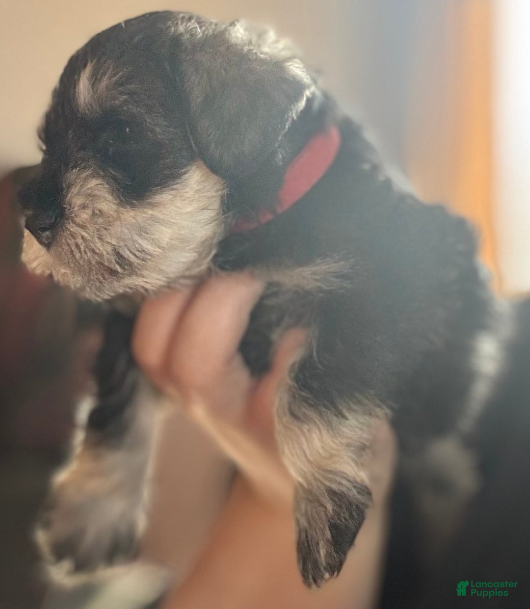 Miniature Schnauzer dogs for sale: Miniature Schnauzer Puppy 7 - Ad 7