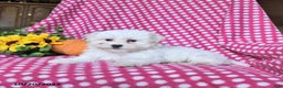 Maltipoo dogs for sale: Puddles - Ad 3