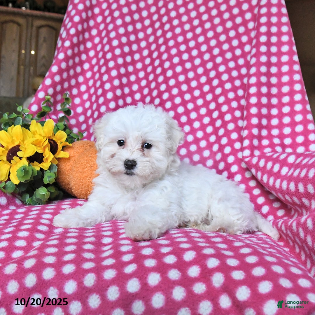 Maltipoo dogs for sale: Puddles - Ad 3