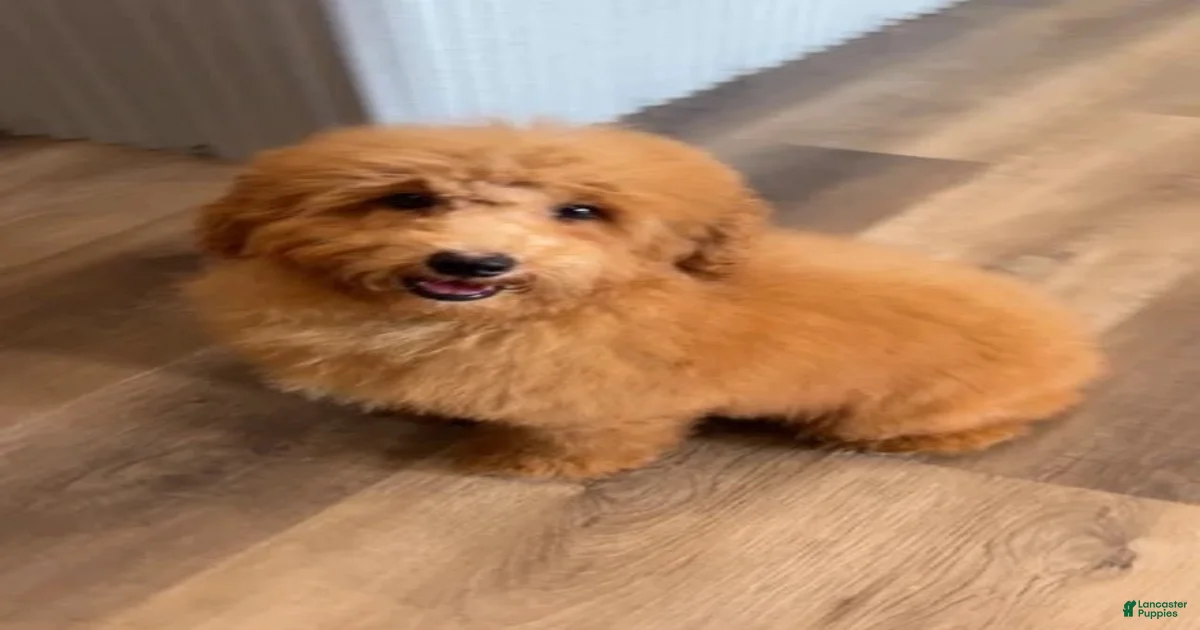 Miniature Poodle Puppies for sale in Illinois | Lancaster Puppies