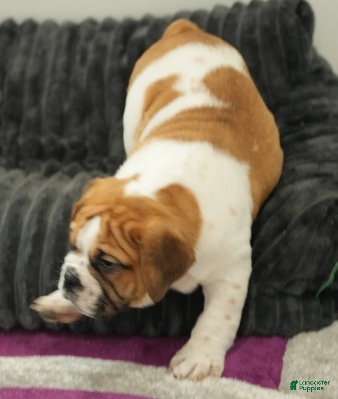 Beabull dogs for sale: Rosemary - Ad 2