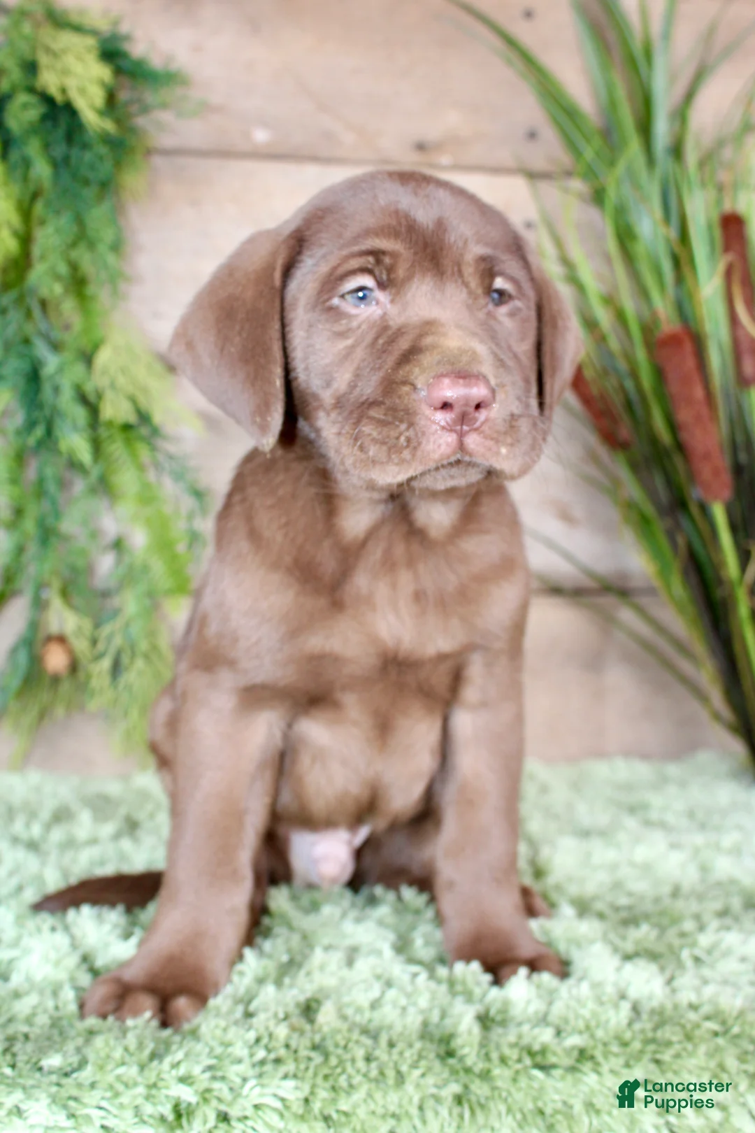 Labrador Retriever dogs for sale: Peanut  - Ad 6