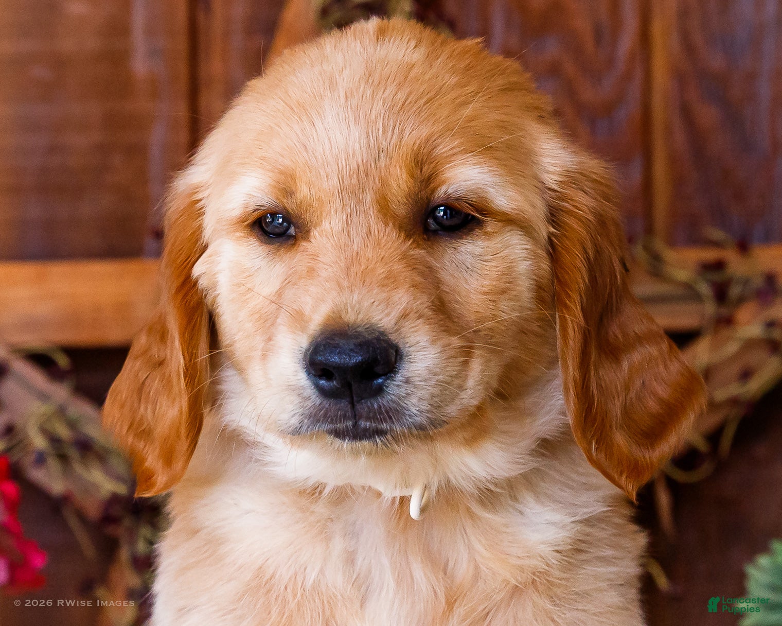 Golden Retriever dogs Calla - Ad 2