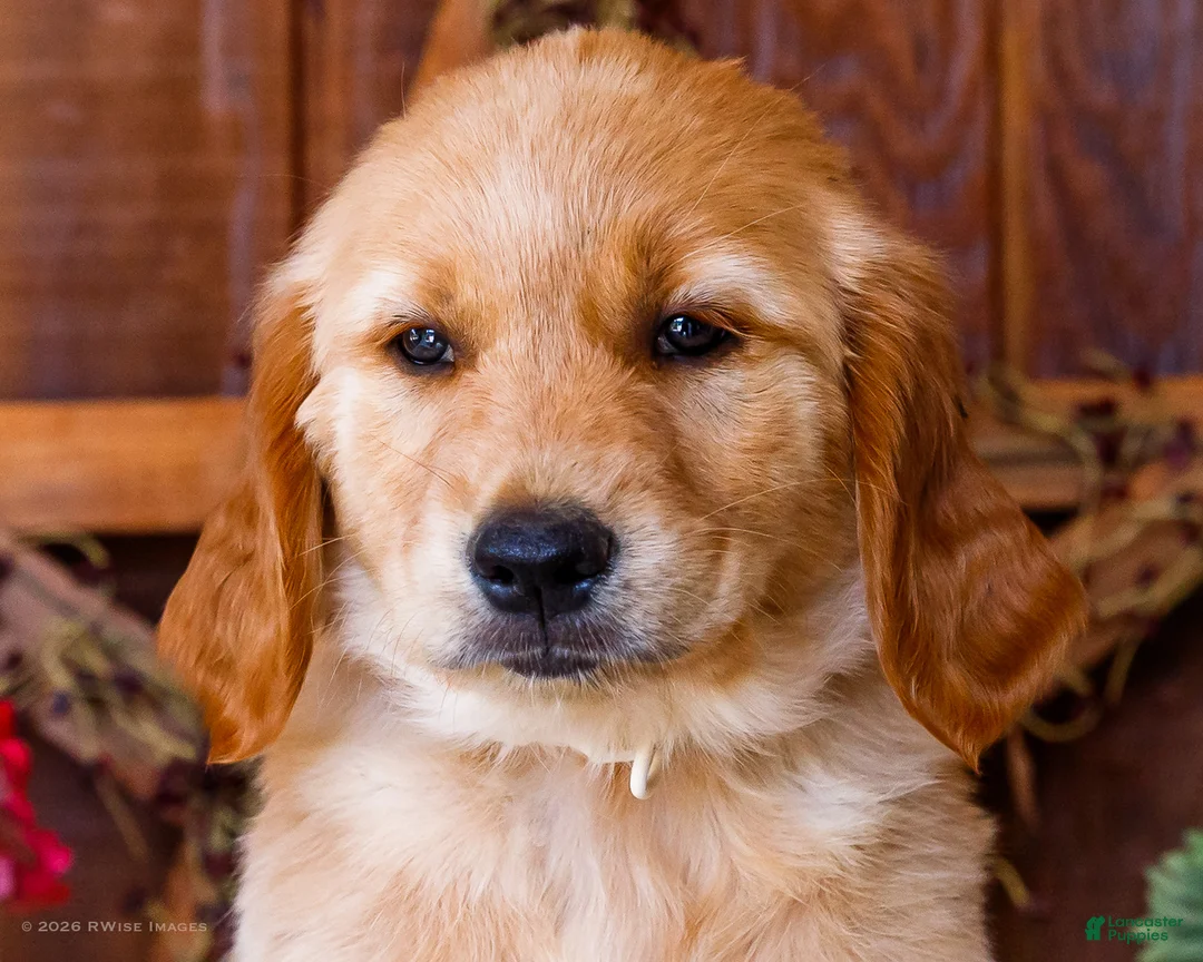 Golden Retriever dogs for sale: Calla - Ad 2