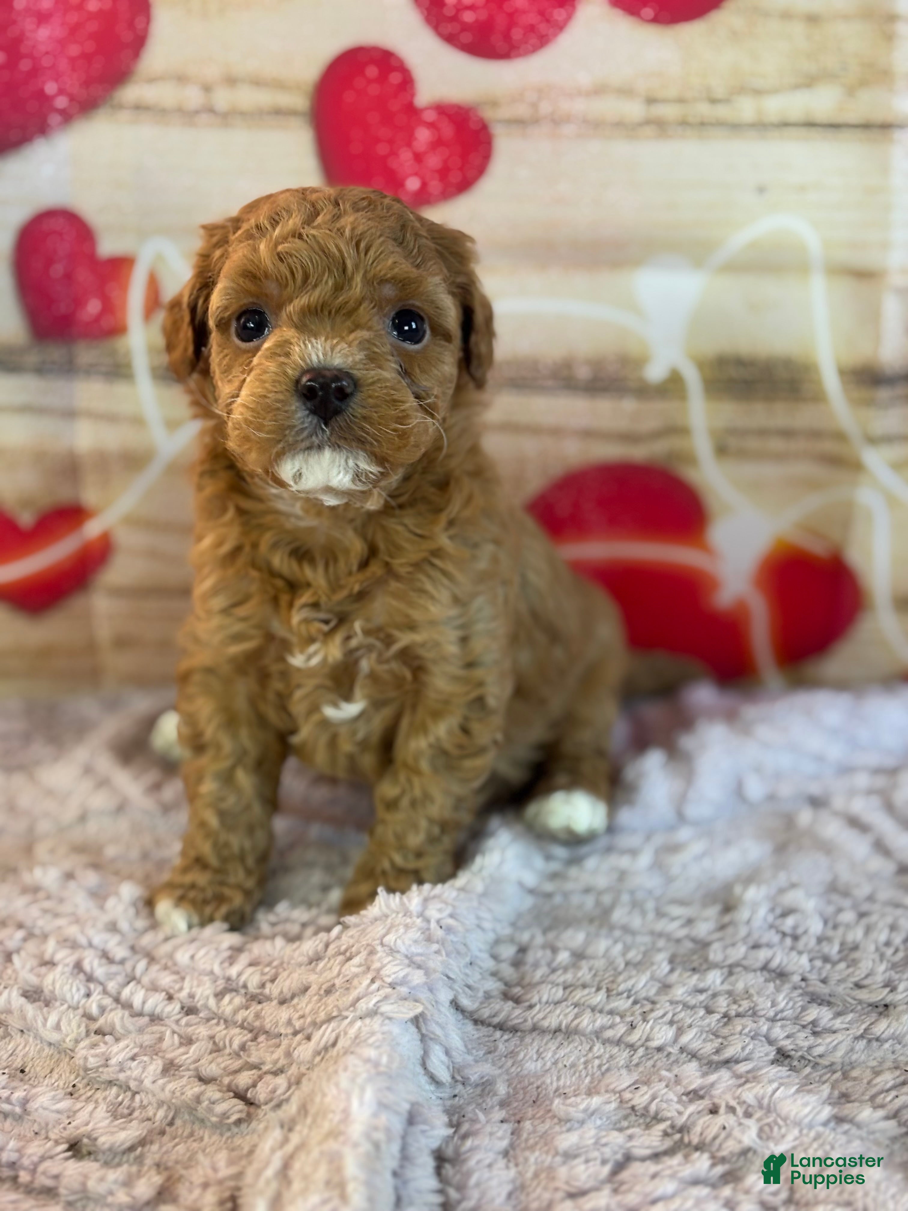 Goldendoodle dogs Felicity - Ad 2