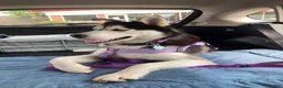 Siberian Husky dogs for sale: Pawvarotti - Ad 16