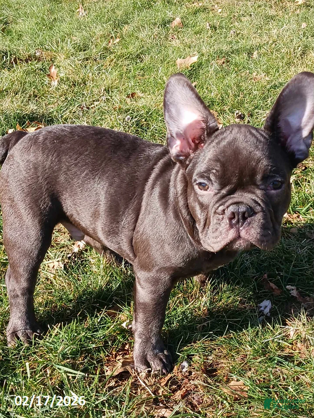French Bulldog dogs for sale: Gomer - Ad 2