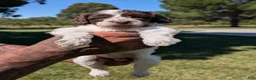 Mixed Breed dogs for sale: NOVA - Ad 2