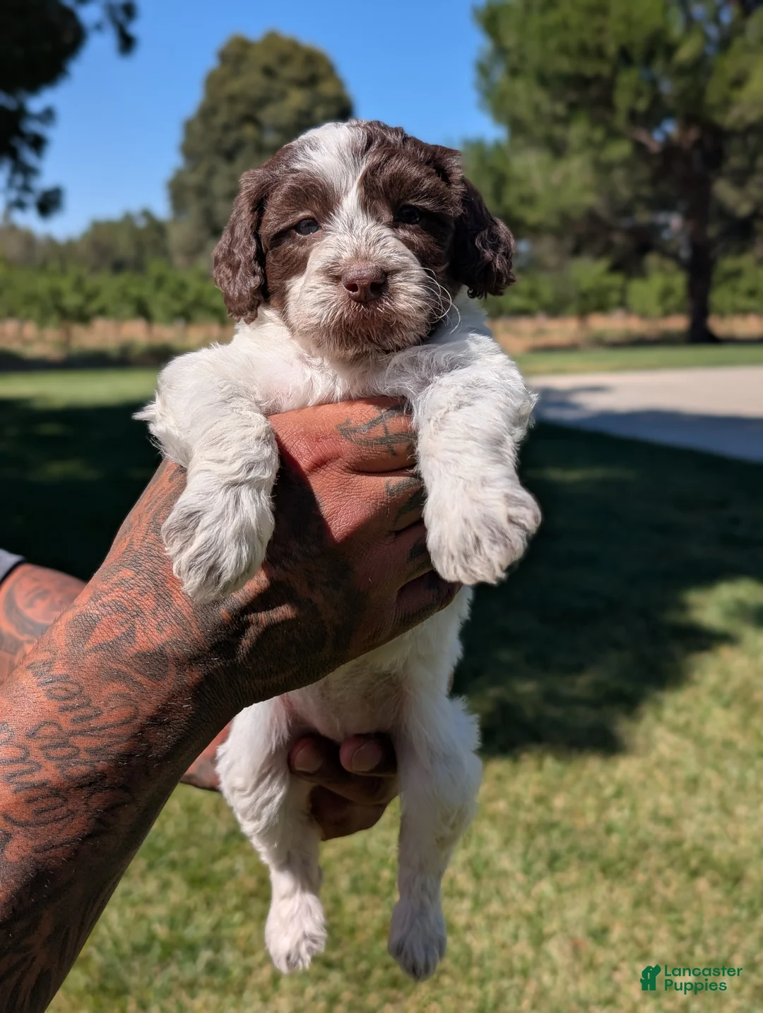 Mixed Breed dogs for sale: NOVA - Ad 2