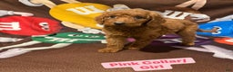 Goldendoodle dogs for sale: Goldendoodle Puppy 1 - Ad 4