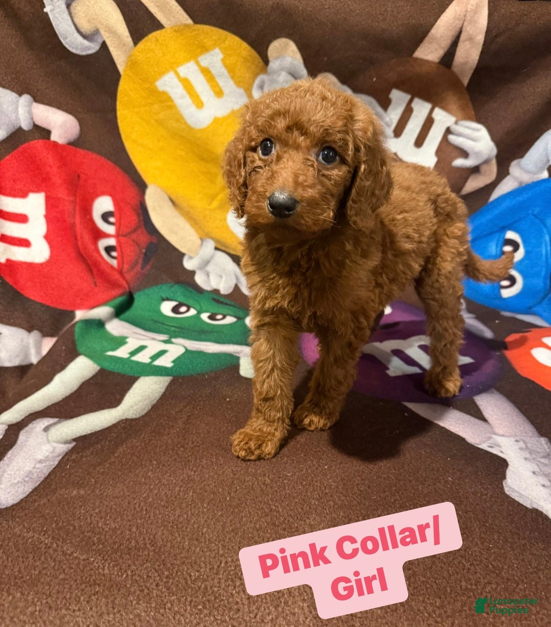 Goldendoodle dogs for sale: Goldendoodle Puppy 1 - Ad 4