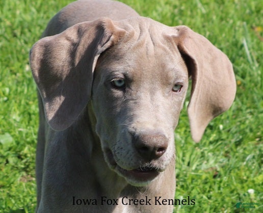 Great Dane dogs Great Dane Puppy 2 - Ad 16