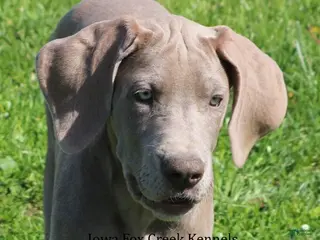 Great Dane dogs Great Dane Puppy 2 - Ad 16