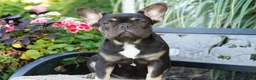 French Bulldog dogs for sale: Mochi - Ad 4