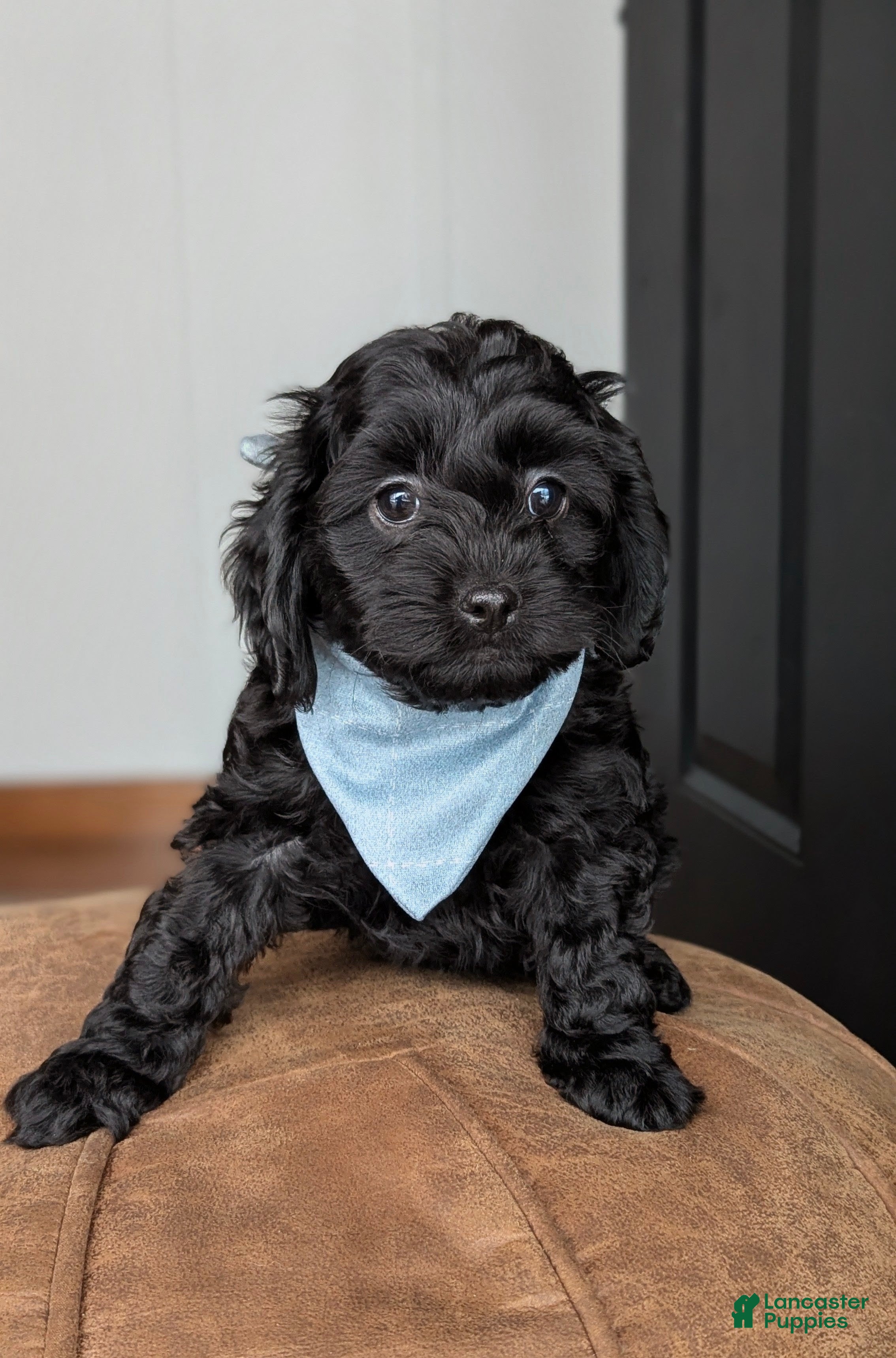 Cockapoo dogs Holmes- Brown Collar - Ad 2