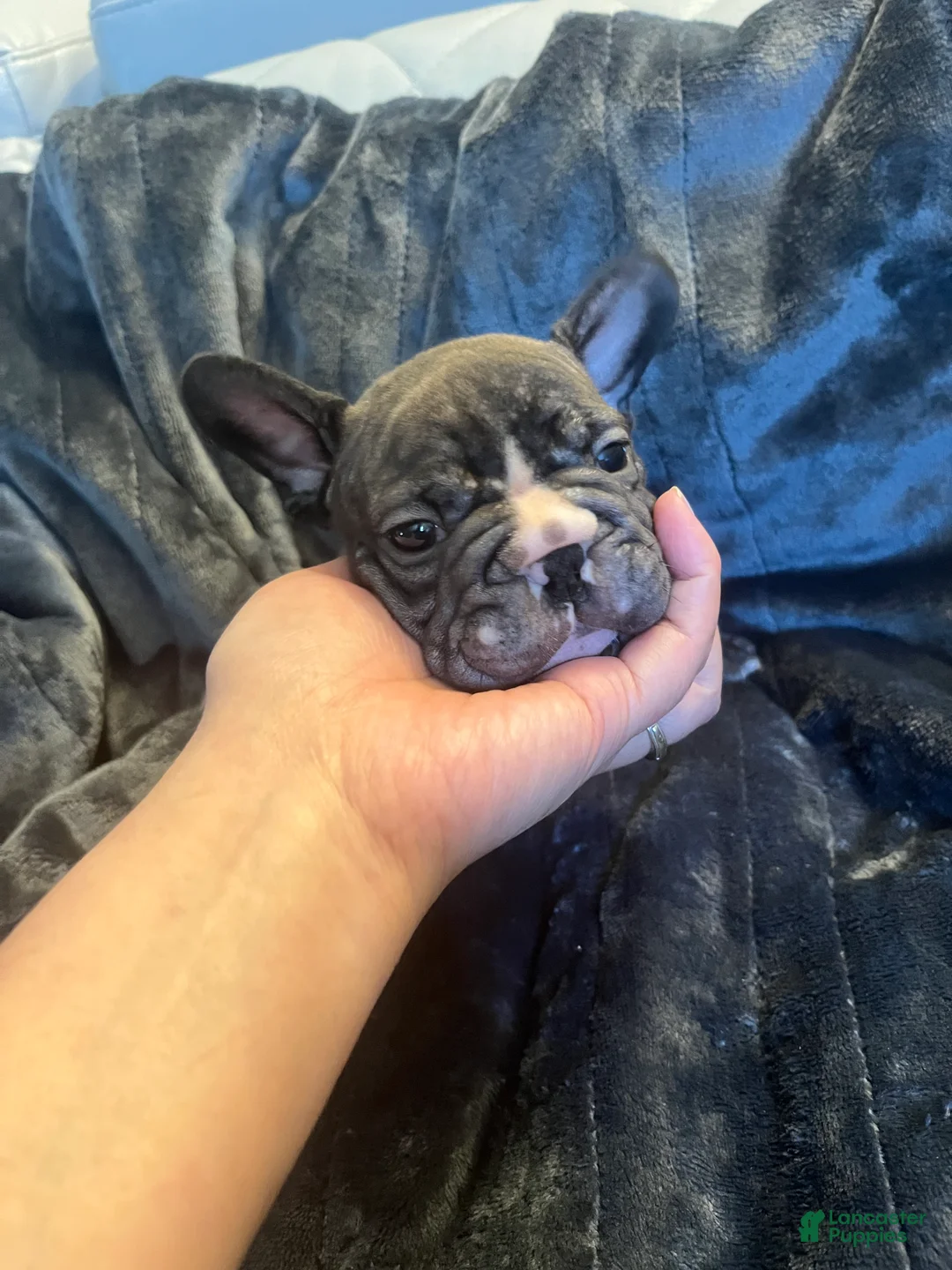 French Bulldog dogs for sale: French Bulldog 1 - Ad 2