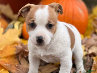 Jack Russell Terrier dogs - Ad 6