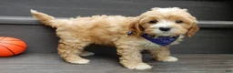 Cavapoo dogs for sale: Shawn - Ad 4