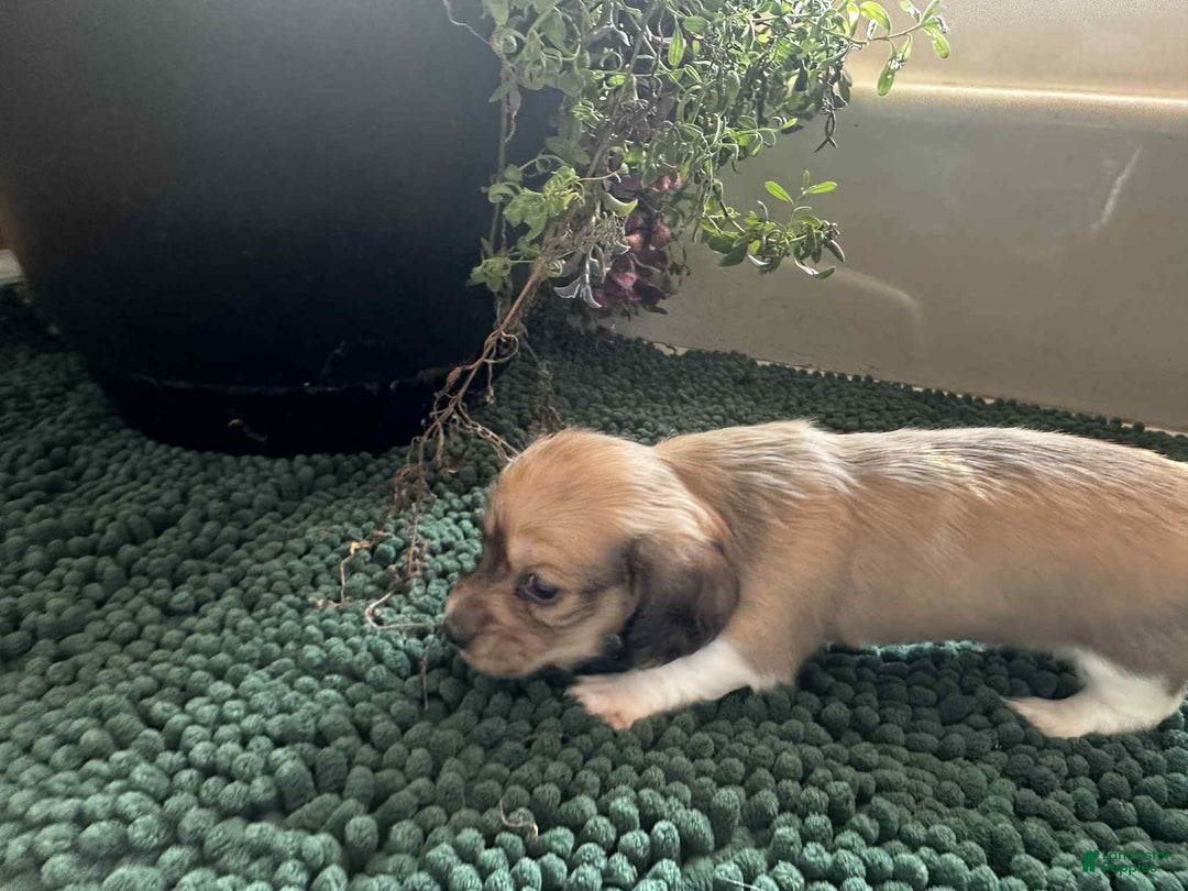 Dachshund dogs for sale: Mickey - Ad 24