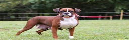Boxer dogs for sale: Maverick - Ad 7