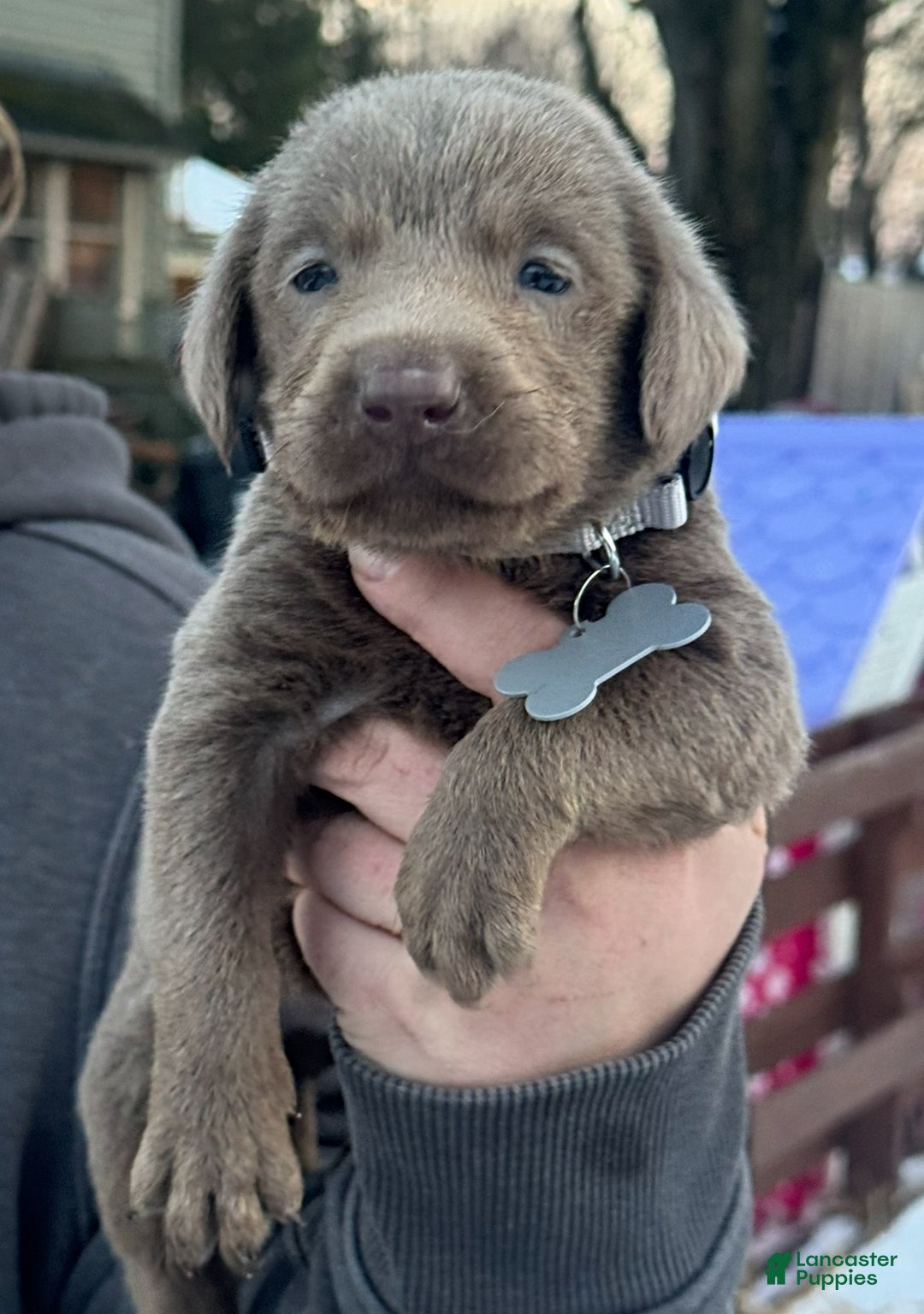 Labrador Retriever dogs for sale: Labrador Retriever Puppy 1 - Ad 14