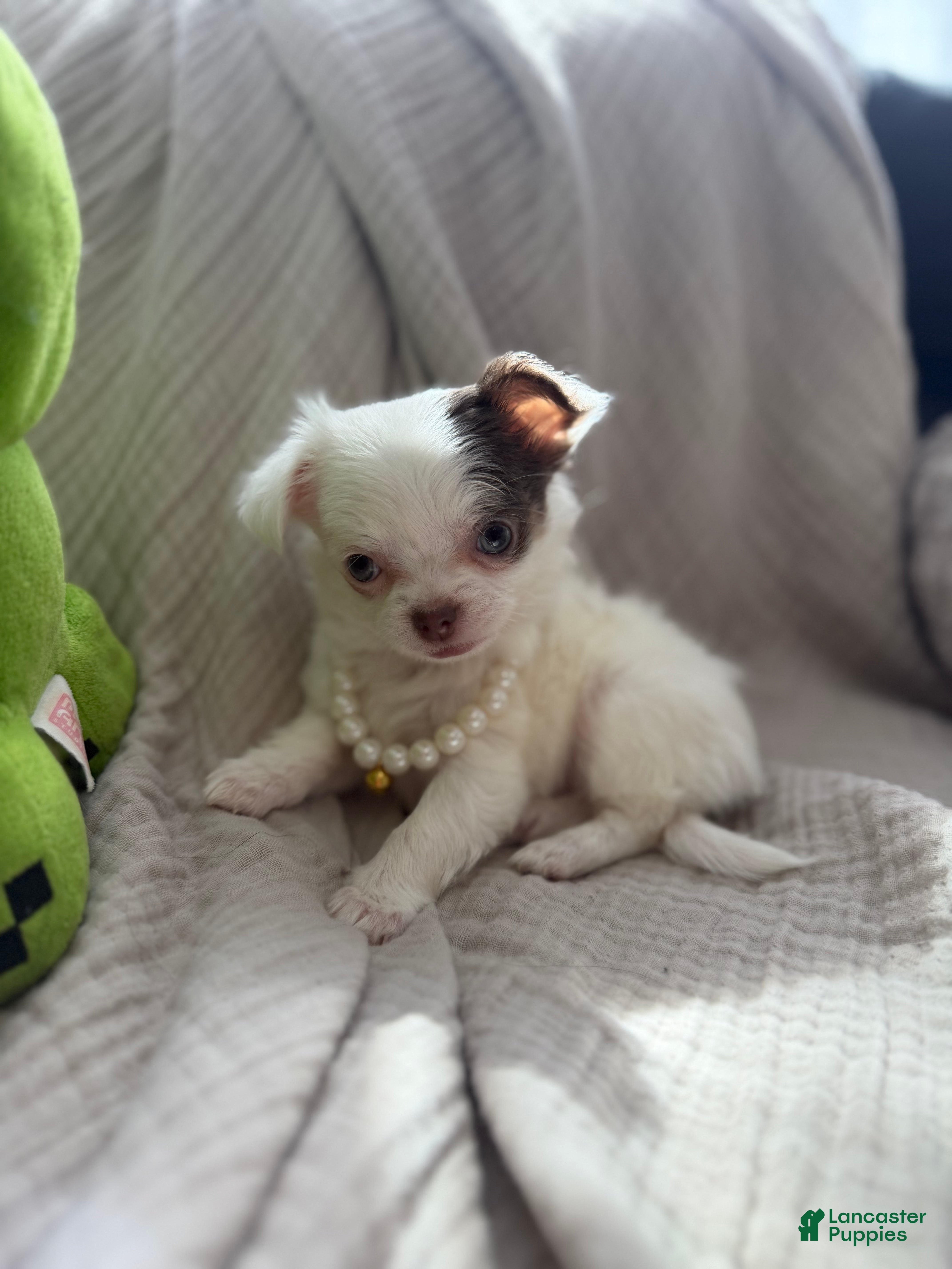 Chihuahua dogs CKC long haired female  - Ad 2