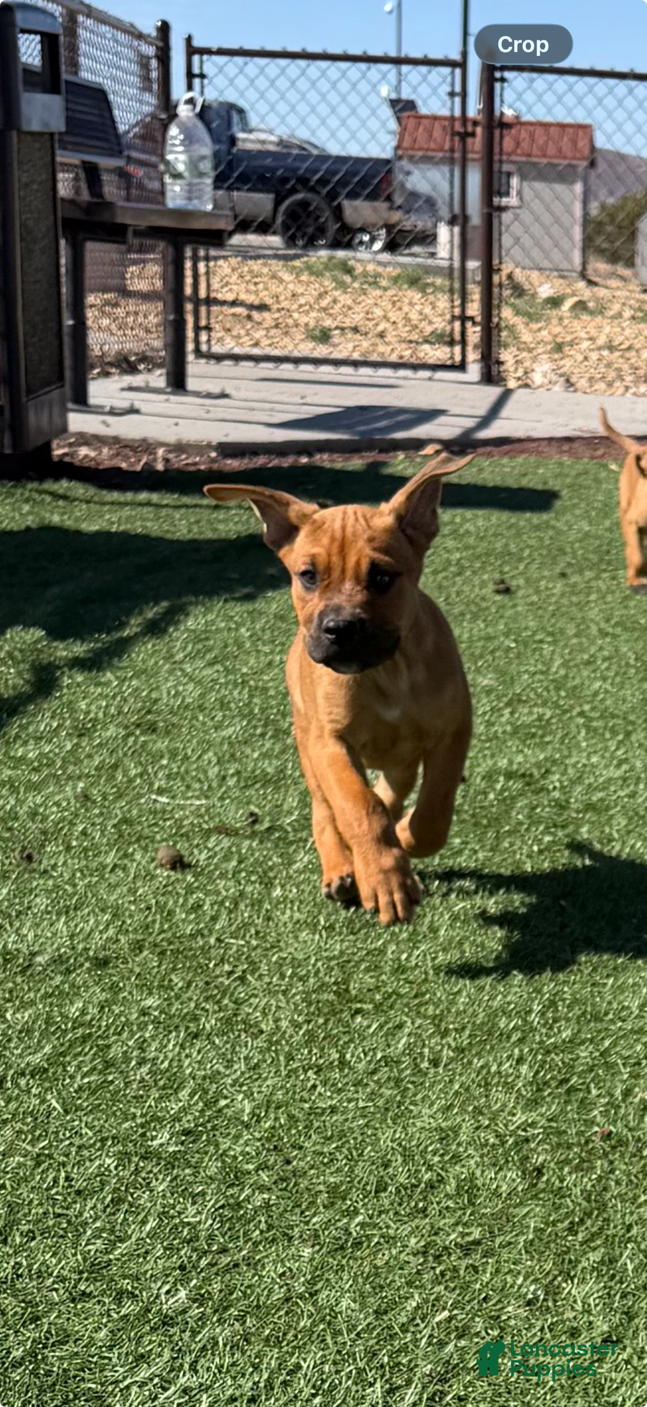 Mixed Breed dogs Mixed Breed Puppy 1 - Ad 36