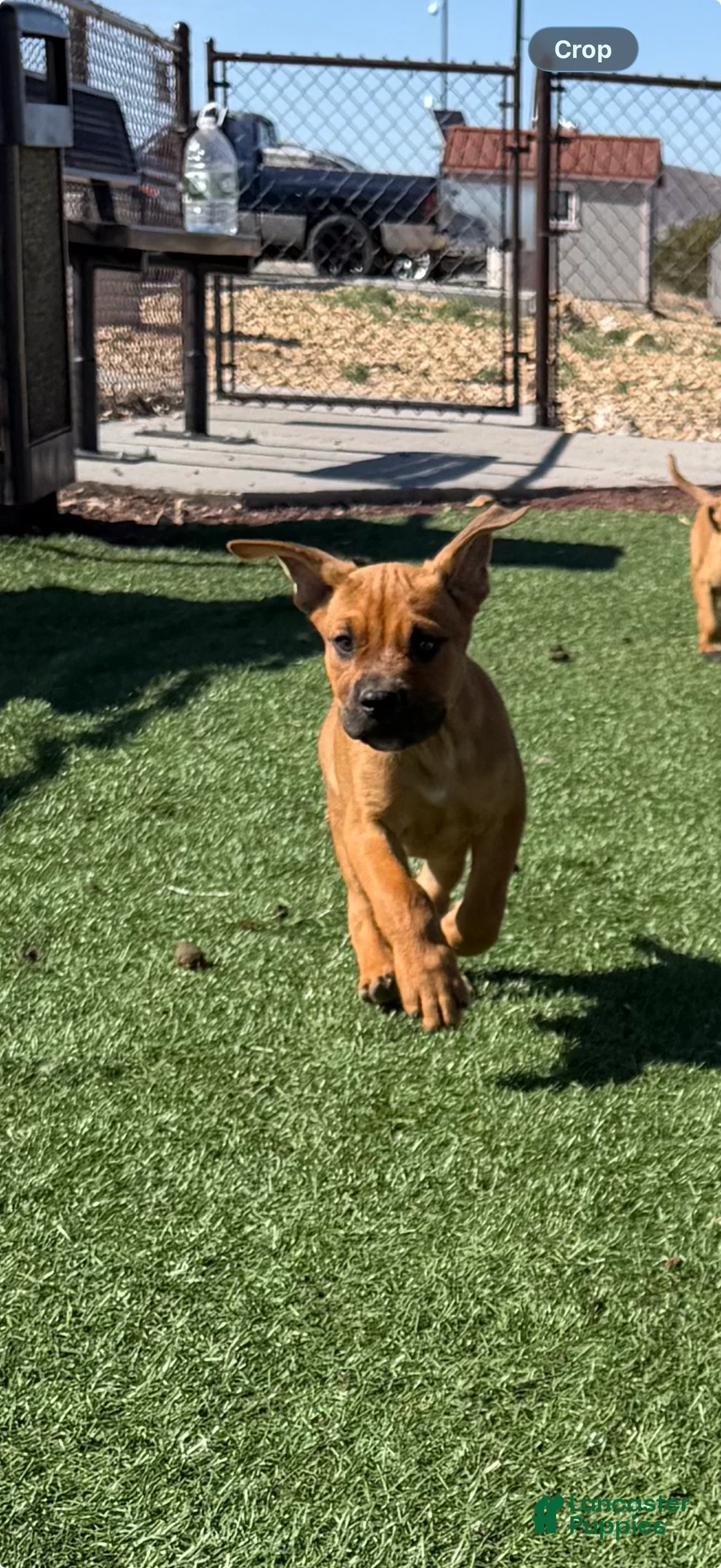 Mixed Breed dogs for sale: Mixed Breed Puppy 1 - Ad 1