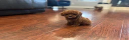 Toy Poodle dogs for sale: Toy Poodle Puppy 1 - Ad 2
