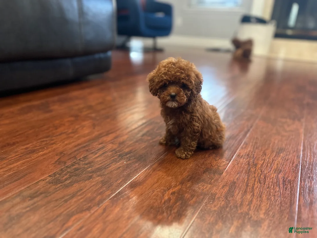 Toy Poodle dogs for sale: Toy Poodle Puppy 1 - Ad 2