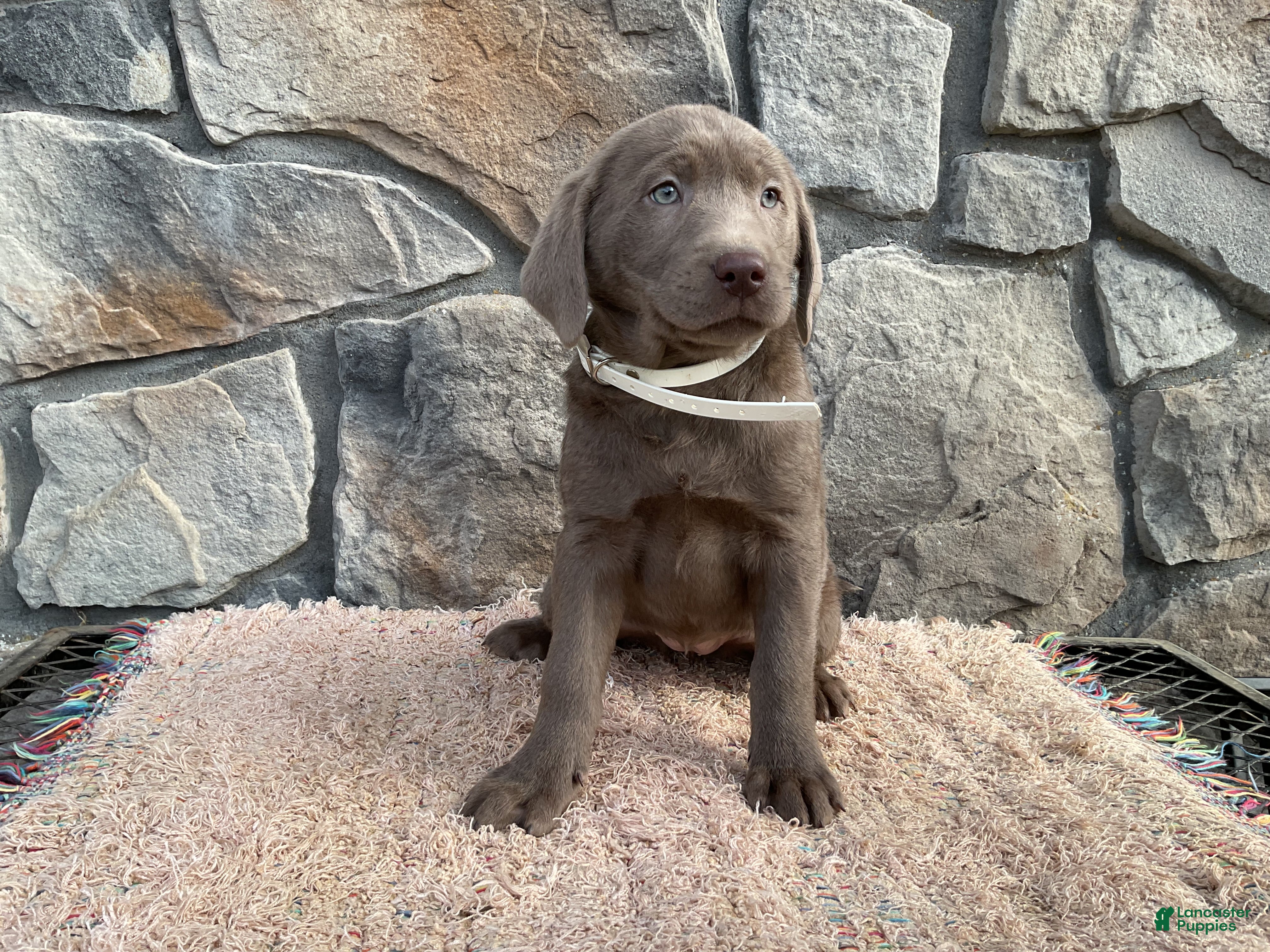 Labrador Retriever dogs Misty  - Ad 1