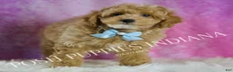Toy Poodle dogs for sale: Wiggles - Ad 4