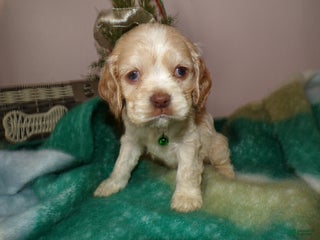 Cocker Spaniel dogs for sale: Cocker Spaniel Puppy 6 Madiline - Ad 4