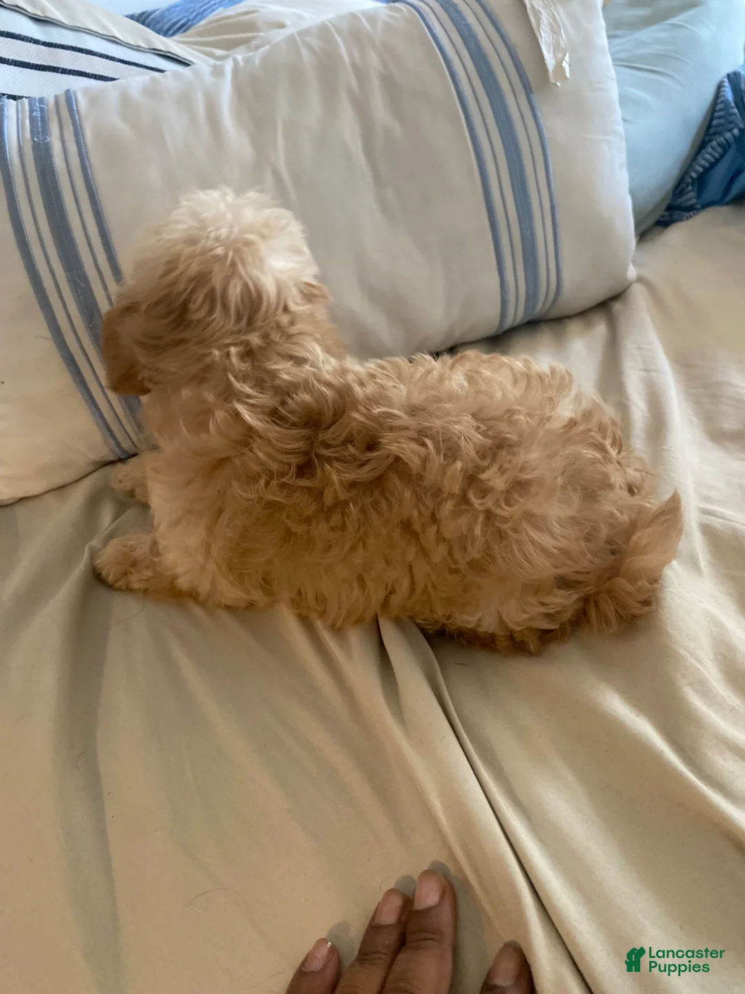 Maltipoo dogs for sale: Maltipoo Puppy 2 - Ad 2