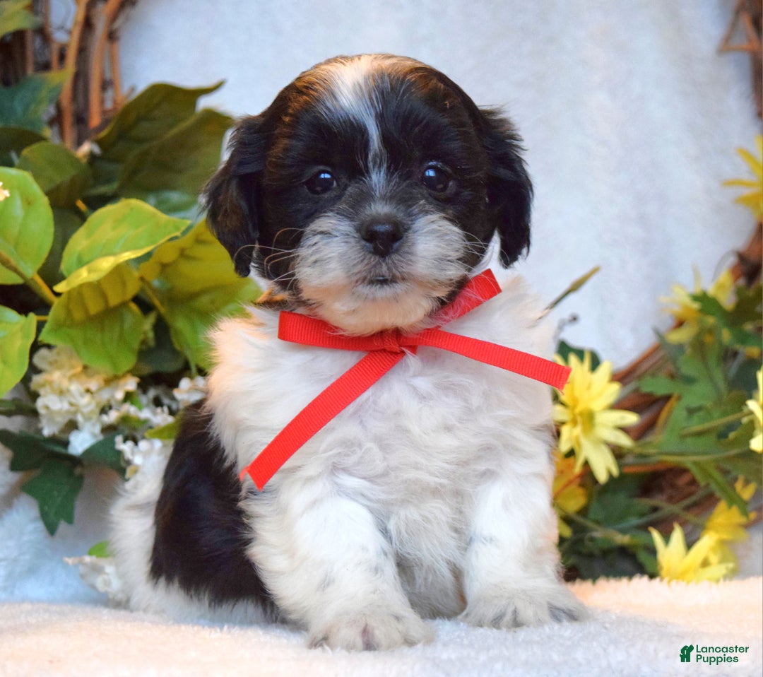 Teddy Bear dogs for sale: Bailey - Ad 7