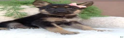 German Shepherd dogs for sale: Callie  - Ad 2