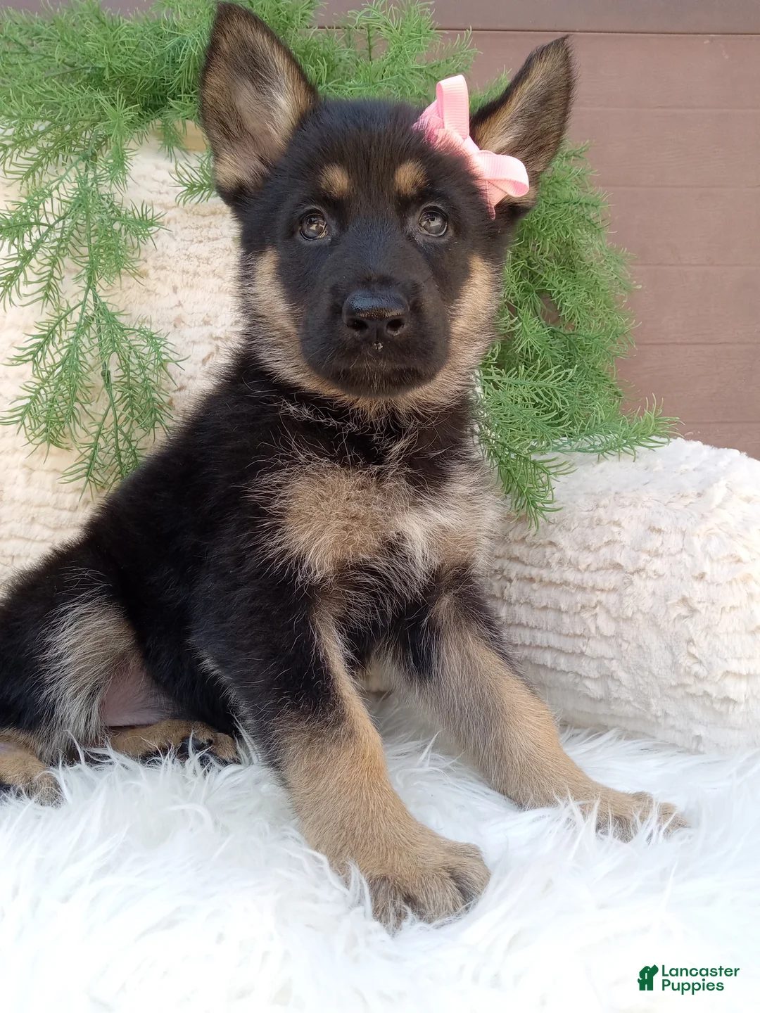 German Shepherd dogs for sale: Callie  - Ad 2