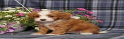 Cavapoo dogs for sale: BJs Wayne - Ad 5