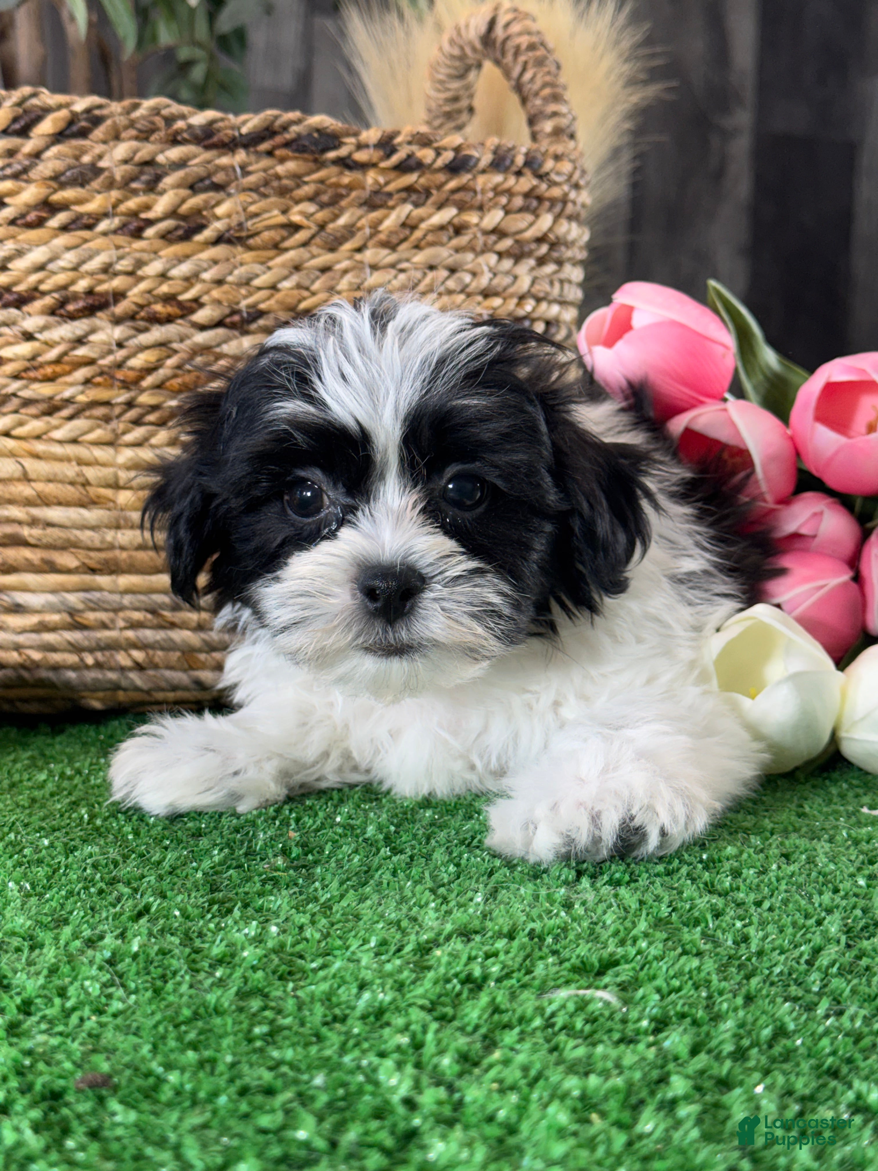 Mixed Breed dogs for sale: Luke - Ad 2